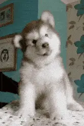 Cute Husky Puppy Head Tilts