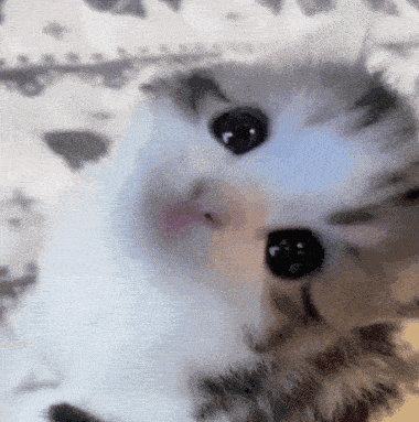 Cute Kitten Looking Up