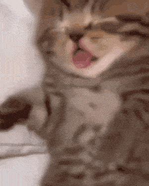 Monjjunirawr: Adorable Sleeping Kitten