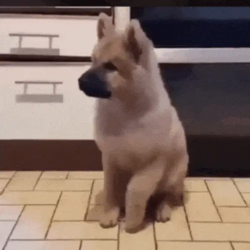 Cão na Cozinha - Nutricionista Em Blumenau