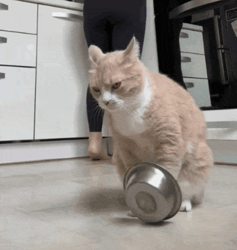 Funny Cat Demands Food with Empty Bowl