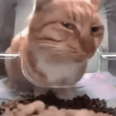 Suspicious Cat Stare While Eating