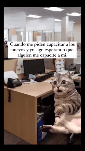 Gato Sorprendido: Cuando me piden capacitar