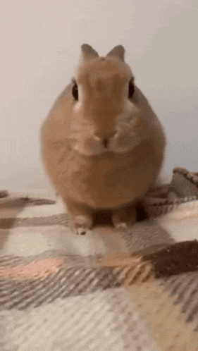 Cute Bunny Rabbit Looking at Camera