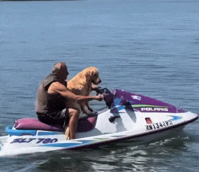 Golden Retriever Dog Rides Jet Ski with Man
