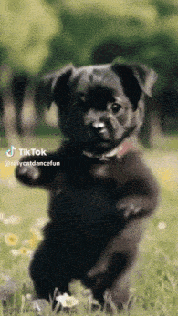 Ego Dog Dance: Cute Black Puppy Dancing