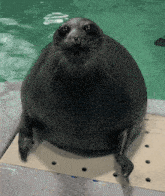 GIF diunggah ku No