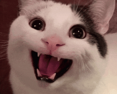 Happy Smiling Cat Meme