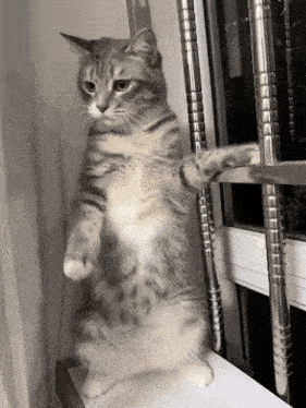 Cute Cat Dancing on Hind Legs