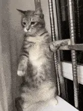 Cute Cat Dancing on Hind Legs