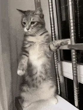 Cute Cat Dancing on Hind Legs – free GIF download