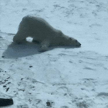 Sleepy Polar Bear Ledni in Snow