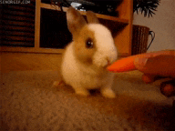 Cute Bunny Eating Carrot Crunch