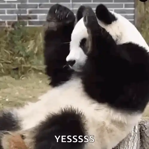Panda Love: Excited Panda Says YESSSSSS