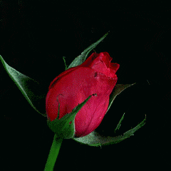 Blooming Red Rose Flower Time-Lapse