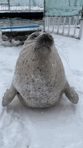 Adorable Seal Clapping in the Snow