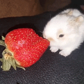 Cute Bunny Eating a Strawberry