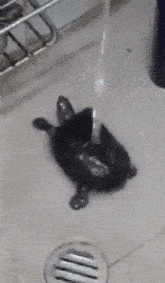 GIF آپلود شده توسط Connah