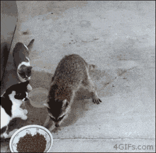 Munchie the Raccoon Steals Cat Food