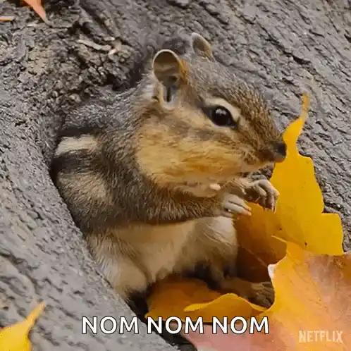 Chipmunk Eating a Nut in Our Living World