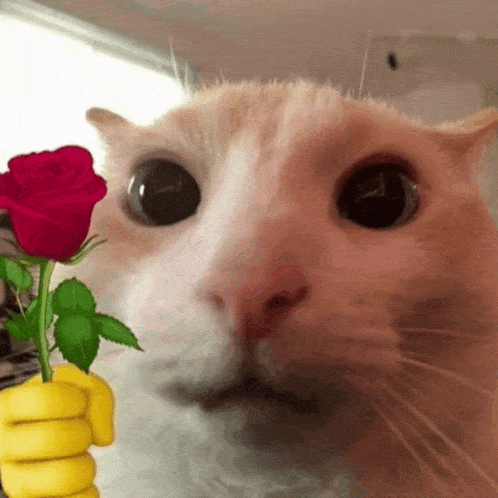 Nanobombs Cat with Rose