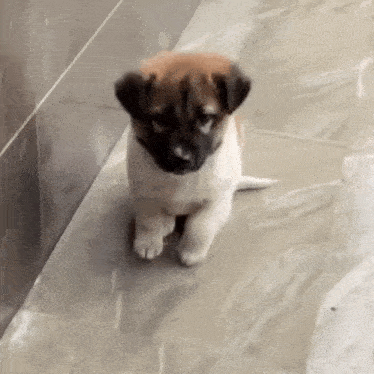 Adorable Puppy's Playful Paw Taps
