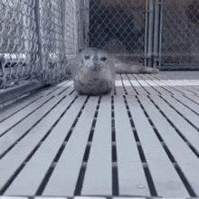 GIF tso los ntawm Manav'