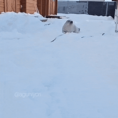 Aguhiyori Agu Seal Waddle in Snow