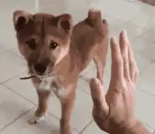 Pawsome Doge High Five Meme