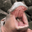 Moodeng the Hippo with Mouth Open
