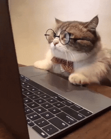 Mad Cat in Glasses on Laptop