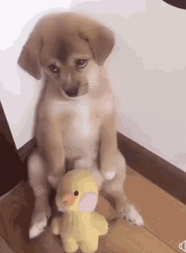 Sad Puppy with Duck Toy
