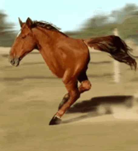 Caballo corriendo