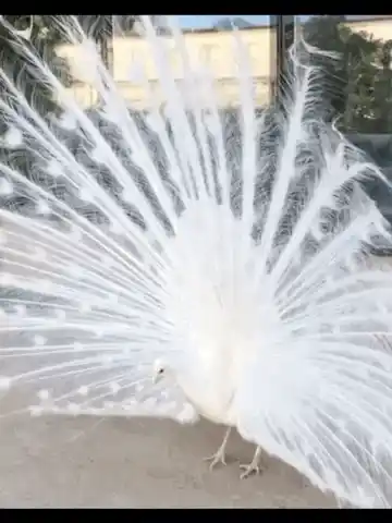 Majestic White Peacock Display