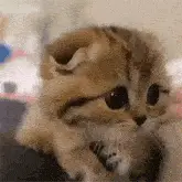 Meowsuris the Adorable Kitten with Big Eyes