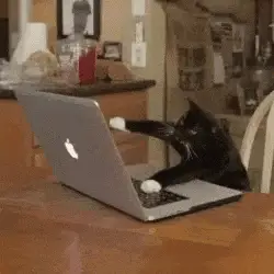 Cat Typing on Laptop – free GIF download