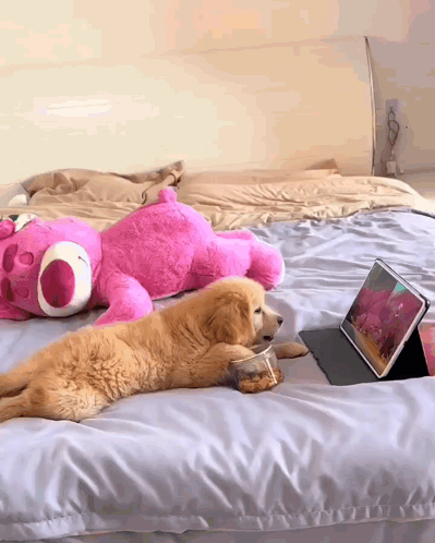 GIF