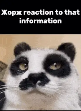 George the Cat's Honest Reaction Meme – reaction meme GIF free download no watermark 2026