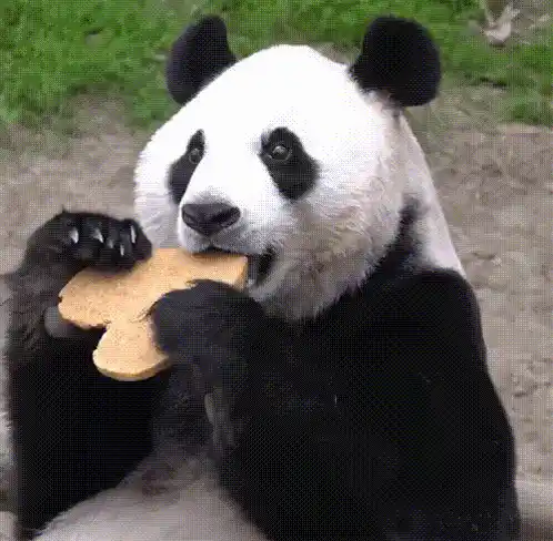 Panda Aibao Eats a Cookie