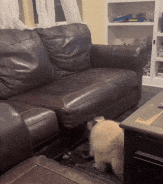 Benny the Raccoon's Sneaky Couch Exit