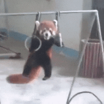 Red Panda Workout on Gymnastic Rings