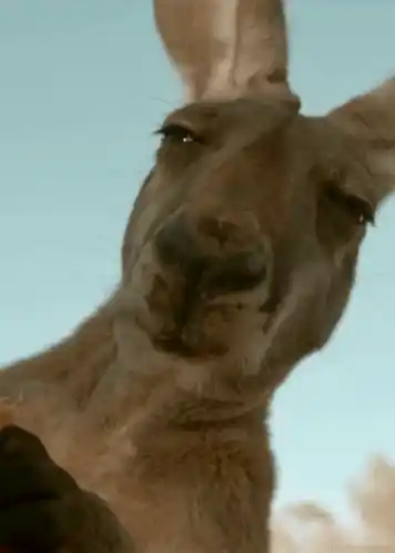 Curious Kangaroo Close-Up