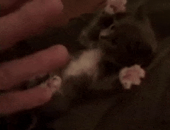 GIF