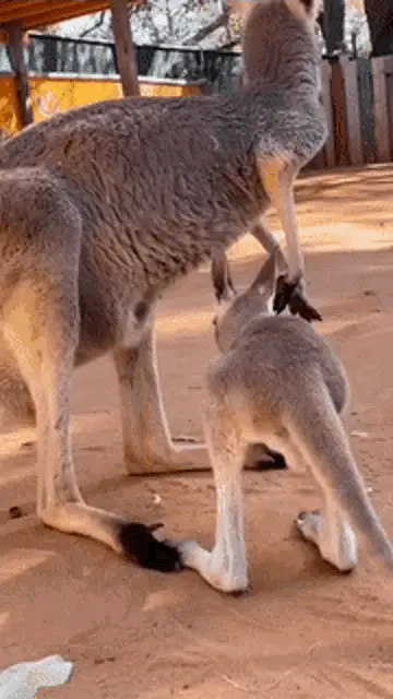 Kangaroo Joey Struggles to Enter Pouch