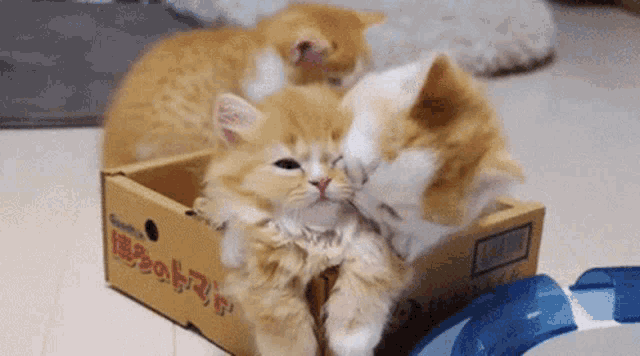 Cute Kittens Playfully Bite in Box
