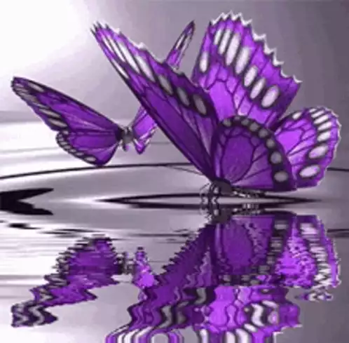 Purple Butterflies Reflecting on Water
