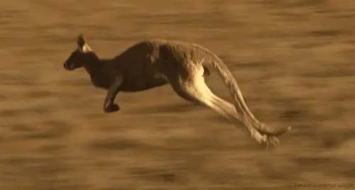 Kangaroo Hopping Across a Field