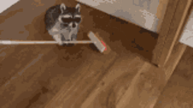 Raccoon Sweeps Floor with Tiny Broom