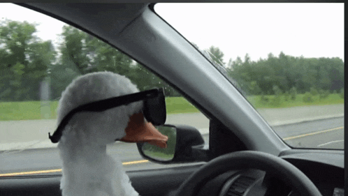 Greta the Psychic Goose Driving Car