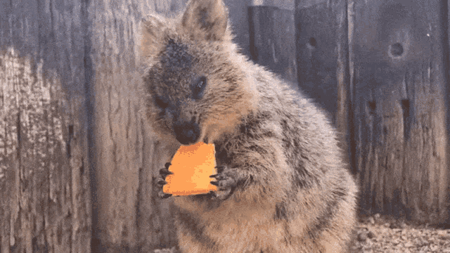 Adorable Quokka Eating an Orange
